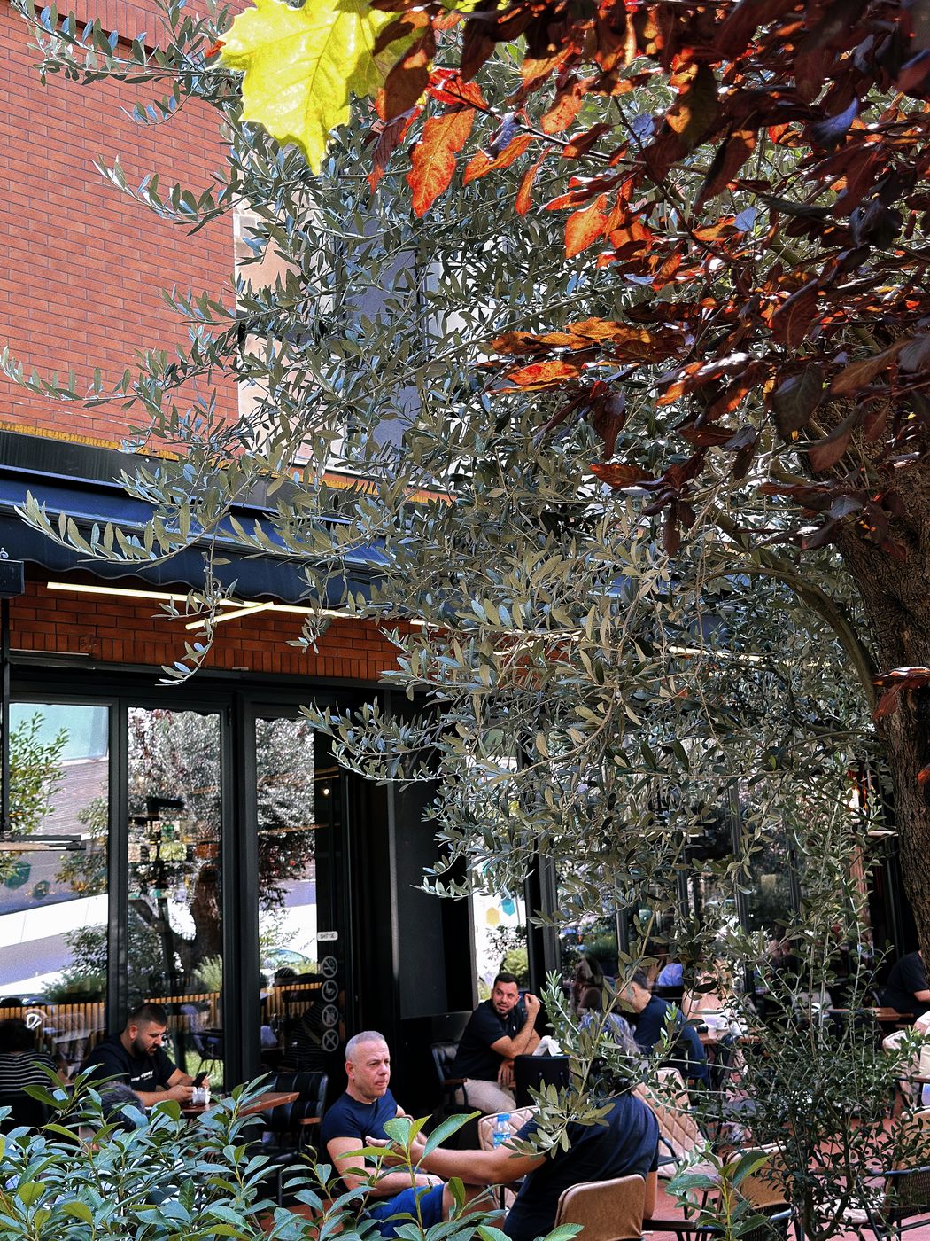 Outdoor terrace at Café Momus under the trees